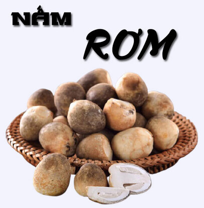 nấm